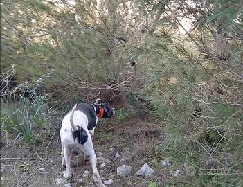 Pointer inglese