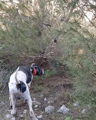 Pointer inglese