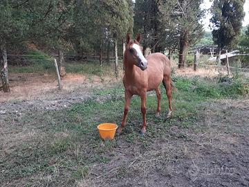 Puledro Quarter Horse nato il 21/05/2024