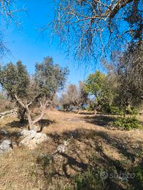Terreno agricolo con vista mare