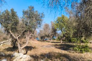 Terreno agricolo con vista mare