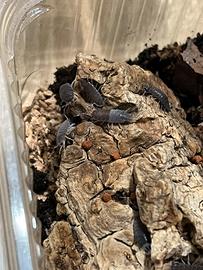 Isopodi Porcellio Pruinosus Powder Blue