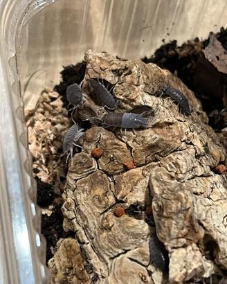 Isopodi Porcellio Pruinosus Powder Blue