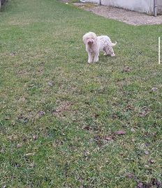Cucciolo Lagotto 6 mesi