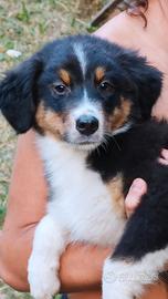 Cucciole Australian shepherd