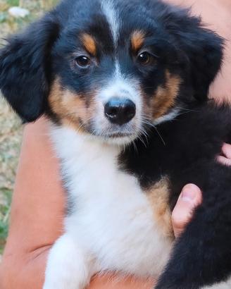 Cucciole Australian shepherd