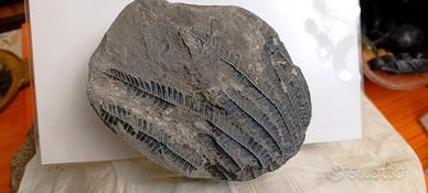 Fossili