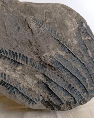 Fossili