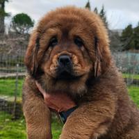 Tibetan mastiff
