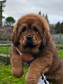 Tibetan mastiff