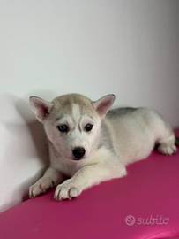 Cuccioli siberian husky