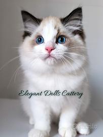 Ragdoll disponibile - maschio Seal bicolor