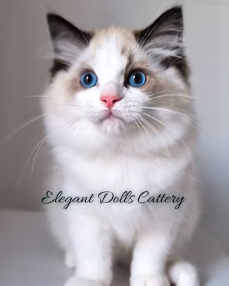 Ragdoll disponibile - maschio Seal bicolor