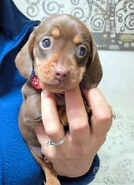 Bassotto Tedesco nani / kaninchen maschio