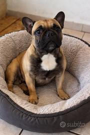 Femmina bulldog 10 mesi