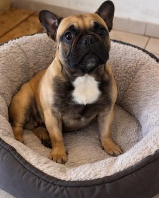 Femmina bulldog 10 mesi