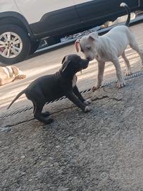 amstaff terrier blue 