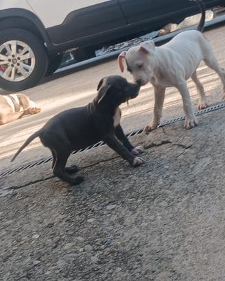 amstaff terrier blue 