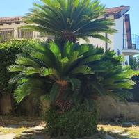 ALBERO CYCAS