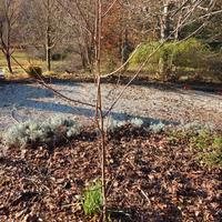 albero di Tulipifero