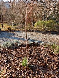 albero di Tulipifero