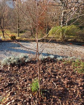 albero di Tulipifero
