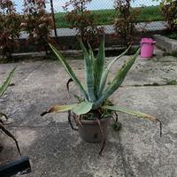 pianta 