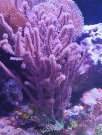 Gorgonia rosa