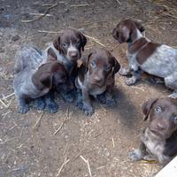 Cuccioli bracco