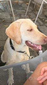 Titolo: Labrador Retriever di 8 mesi con pedigree