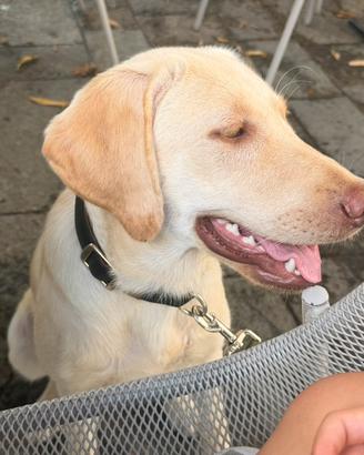 Titolo: Labrador Retriever di 8 mesi con pedigree