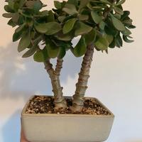 Crassula e altre piante grasse