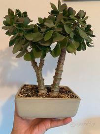 Crassula e altre piante grasse