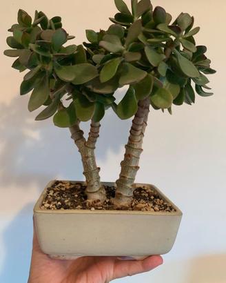 Crassula e altre piante grasse