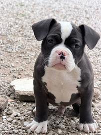 American Bully 4 mesi - Pedigree ABKC