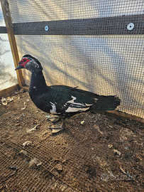 Anatra muta maschio e germani