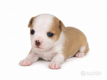 Chihuahua femmina fulvo e bianca