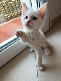 Gattina Maine Coon con doppio colore occhi