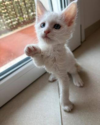 Gattina Maine Coon con doppio colore occhi