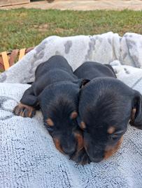 Cuccioli bassotto
