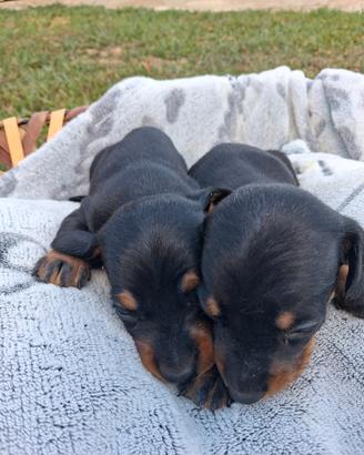 Cuccioli bassotto
