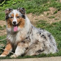 Australian shepherd cucciolona pedigree