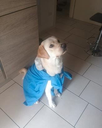 Labrador per monta