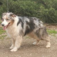 Femmina adulta Pastore Australiano