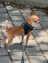 Chiwawa pronto per accoppiamento