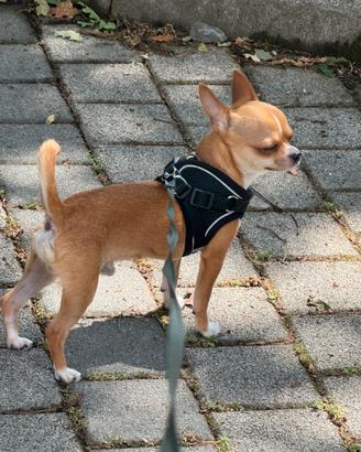 Chiwawa pronto per accoppiamento
