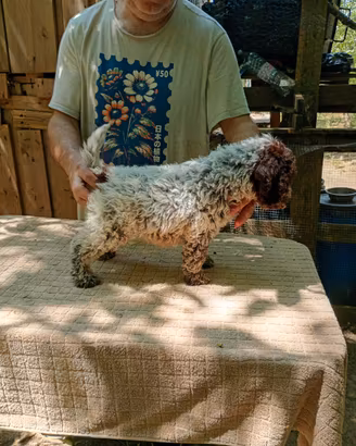 Lagotto romagnolo