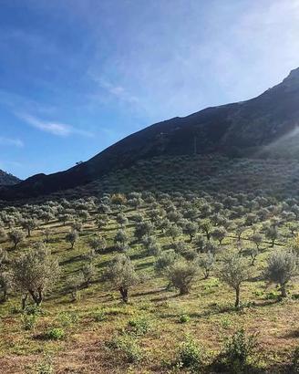 Tenuta agricola in Sicilia