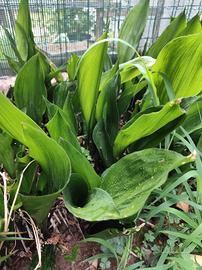 aspidistra2