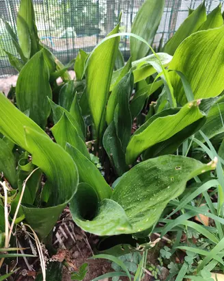 aspidistra2